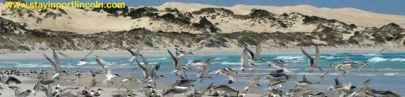 photo gunya beach coffin bay national park